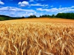 Field of Wheat Ready for Harvest