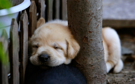 Nap Time - sleeping, cute, puppy, dog