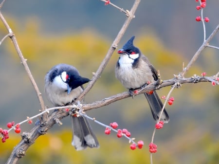 Red Whiskered Bulbul Birds - trees, branches, birds, red, whiskered, animals