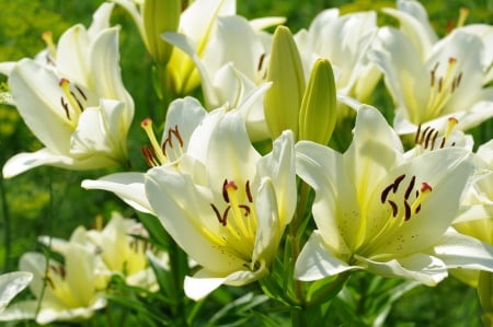 * Lilies * - white, nature, lily, flowers, flower