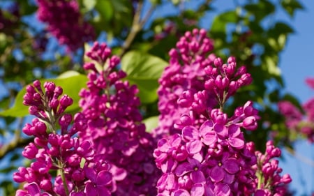 * Lilacs * - flowers, flower, nature, lilacs