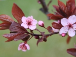 * Flowering trees *