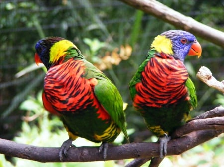 Parrots Couple - trees, branches, parrots, birds, couple, animals