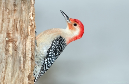 * Woodpecker * - animal, animals, bird, birds