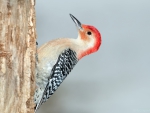 * Woodpecker *