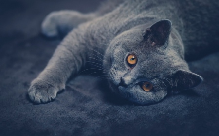 cute grey kitty - cats, kitty, animals, cute, grey