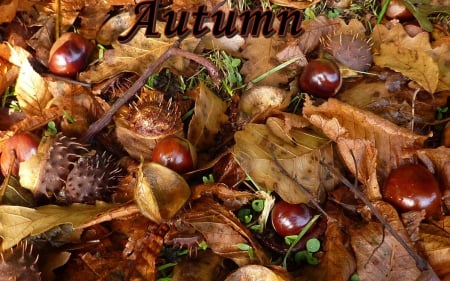 ♥ Autumn ♥ - chestnuts, fall leaves, nature, autumn