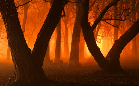 Orange Glow in the Forest - glow, nature, forests, trees, mists, sunsets, orange