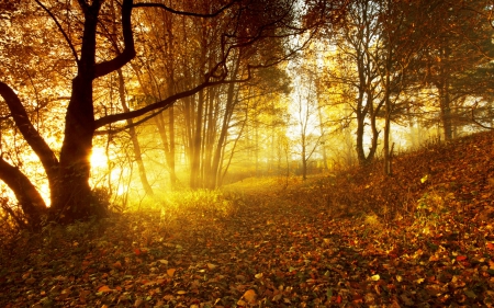 * Autumn * - nature, autumn, forest, trees