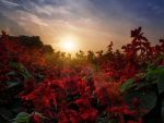 Sunset on Red Salvia Flowers