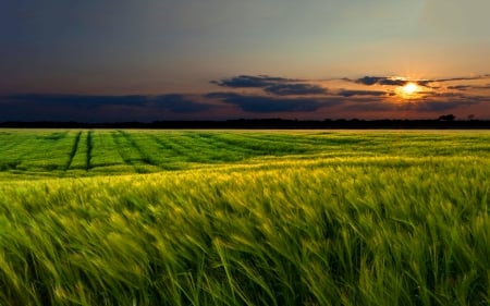 Sunset over Beautiful Field - nature, fields, sunsets, cornfields, grass