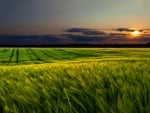 Sunset over Beautiful Field