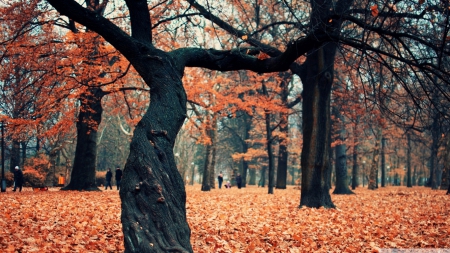 Autumn park - landscape, scene, HD, forest, leaves, tree, fall, red forest, nature, autumn, seasons, leaf, park, wallpaper