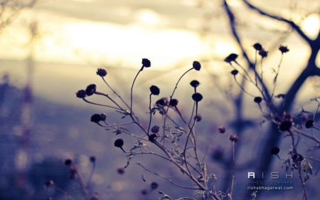 Captured moment II. - twigs, abstract, bokeh, close-up, branch, photography, HD, spring, grass, plant, fall, nature, autumn, macro, wallpaper