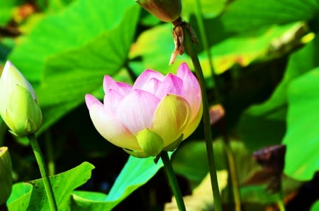 Beautiful Lotos - blossom, leaves, pond, waterlilly