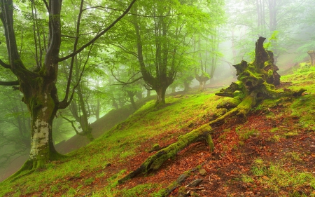 Misty Autumn Forest - nature, forests, trees, mists