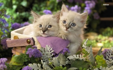 cute kittens - cute, cats, kittens, animals