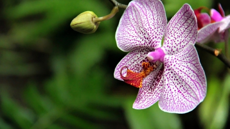 Flower - white, flower, purple, amazing