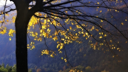 Autumn - mountains, tree, beautiful, autumn