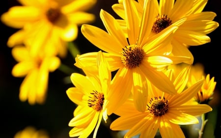 Lovely Yellow Flowers - nature, flowers, yellow flowers, yellow