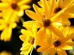 Lovely Yellow Flowers