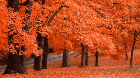 Autumn Bronze - orange, fall, autumn, trees