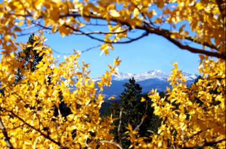 Longs Peak, Colorado - fall, trees, autumn, firs, color, leaves