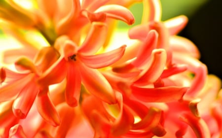 Orange Hyacinth