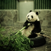 Panda Having Lunch