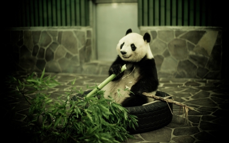 Panda Having Lunch - pandas, bamboo, bears, animals