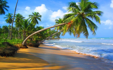 Beautiful Beach - nature, oceans, beaches, palm trees, palms