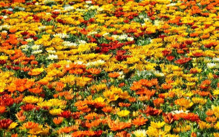 Flower Field - flowers, field, fields, nature