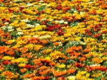 Flower Field