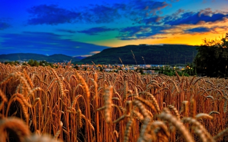 Wheat Field at Sunset - sunsets, nature, fields, wheat fields