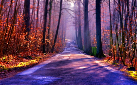 Forest Road - nature, autumn, sunshine, forests, trees, sun rays