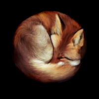 Sleeping Fox