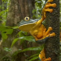 Splendid Leaf Frog