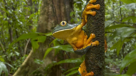 Splendid Leaf Frog - jungle, trees, forest, frog