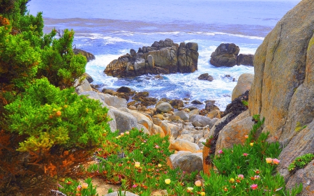 California Beach - california, rocks, coast, flowers, beaches, nature