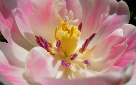 Heart of Pink Tulip - flowers, flower, pink, tulips