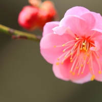 Pink Blossom