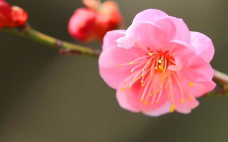 Pink Blossom - nature, flowers, blossoms, pink