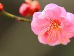 Pink Blossom