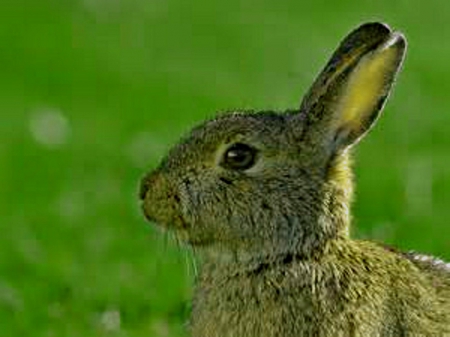 Wild bunny - ears, green, brown, grass