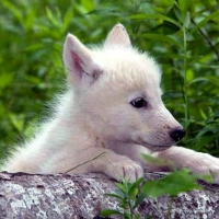 baby wolf