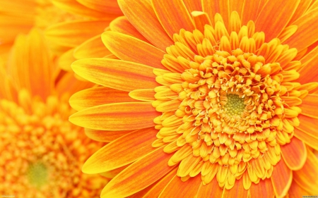 Orange Flower - nature, orange, flowers, yellow