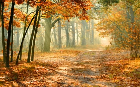 Sunshine in Autumn Forest - sunshine, autumn, mistical, fall leaves, leaf, path, mist, wood, tree, scene, forests, sunlight, landscape, way, light, park, hd, nature, forest, leaves, seasons, fog