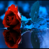 Rose Reflection