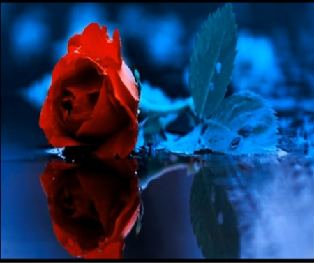 Rose Reflection - reflections, rose, blue, red