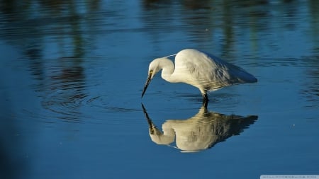 egret - egret, water, bird, blue